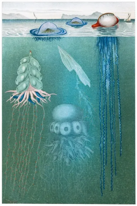 Framed Print : Jellyfish meduse