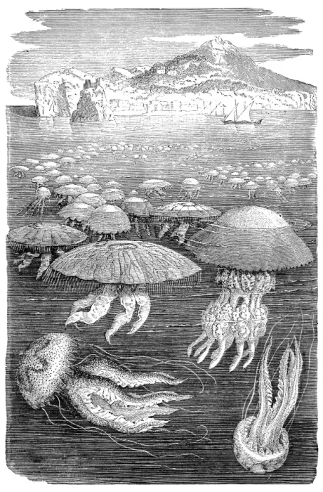 Framed Print : Jellyfish meduse engraving