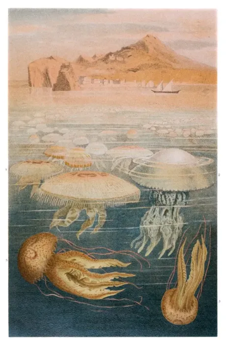 Framed Print : Jellyfish meduse engraving 1897 Framed Print : Jellyfish meduse engraving 1897