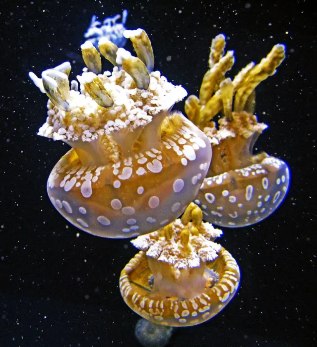Framed Print : Jellyfish space walk Framed Print : Jellyfish space walk