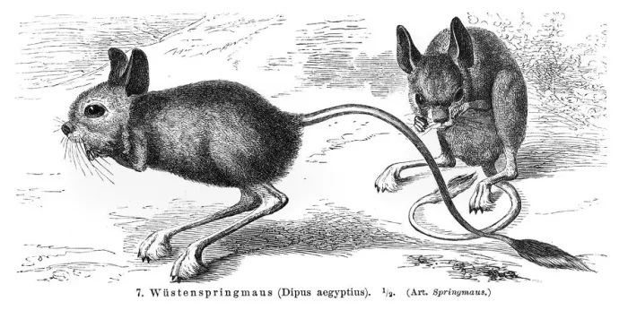 Framed Print : Jerboas engraving 1896 Framed Print : Jerboas engraving 1896