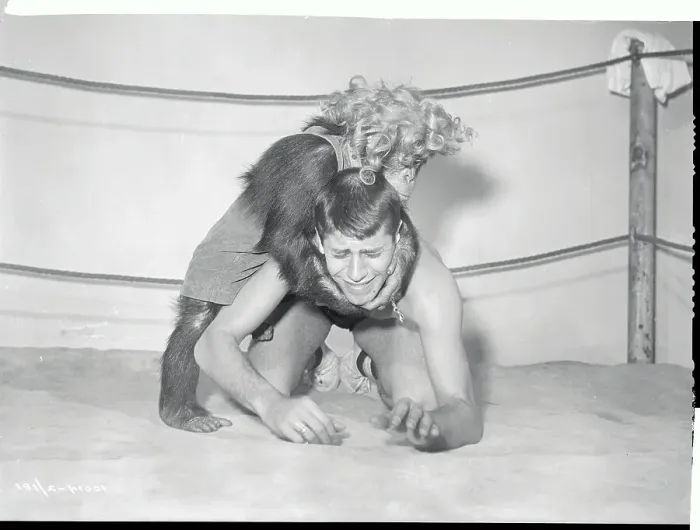 Framed Print : Jerry Lewis Wrestling Pierre, the Chimpanzee Framed Print : Jerry Lewis Wrestling Pierre, the Chimpanzee