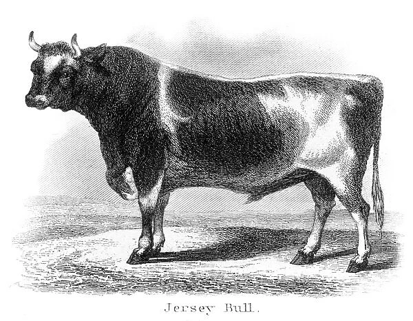 Jersey bull engraving 1873
