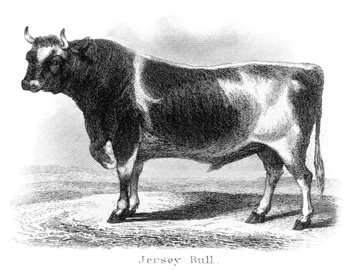Framed Print : Jersey bull engraving 1873 Framed Print : Jersey bull engraving 1873