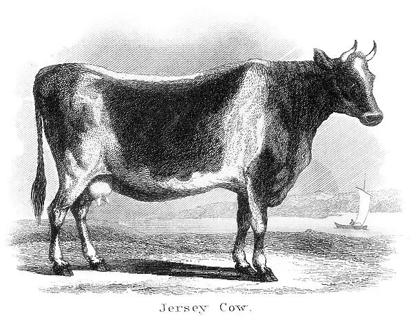 Jersey cow engraving 1873