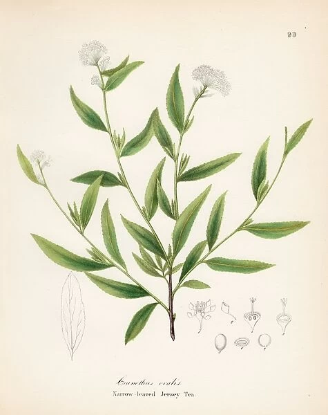 Jersey tea plant botanical engraving 1843