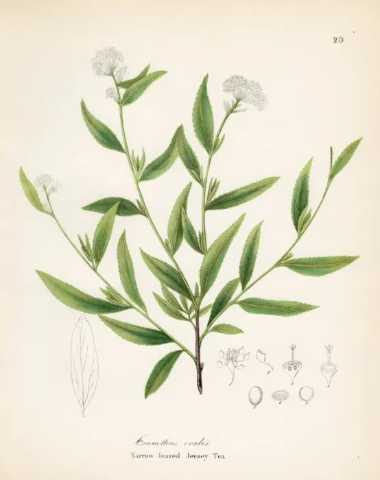Framed Print : Jersey tea plant botanical engraving 1843 Framed Print : Jersey tea plant botanical engraving 1843