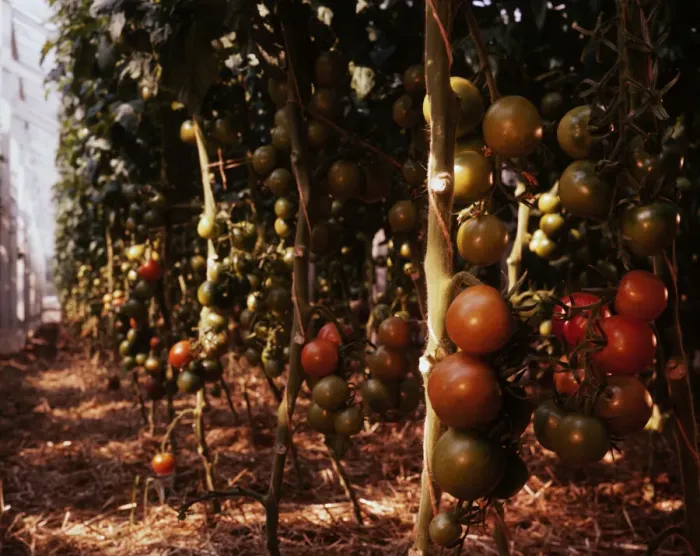 Framed Print : Jersey Tomatoes Framed Print : Jersey Tomatoes