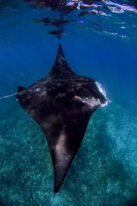 Framed Print : Jet Manta. The beautiful Manta Rays of Coral Bay Western Australia on the Ningaloo Reef