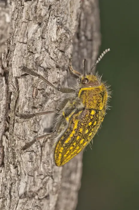 Framed Print : Jewel Beetle -Julodis ehrenbergii- on a tree trunk, Lake Kerkini region, Greece, Europe