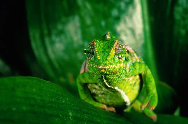 Jewel Chameleon (Chameleo lateralis), Madagascar