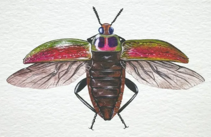 Framed Print : Jewelled Frog Beetle, Sagra buqueti, opening its wing cases wide for takeoff, front view