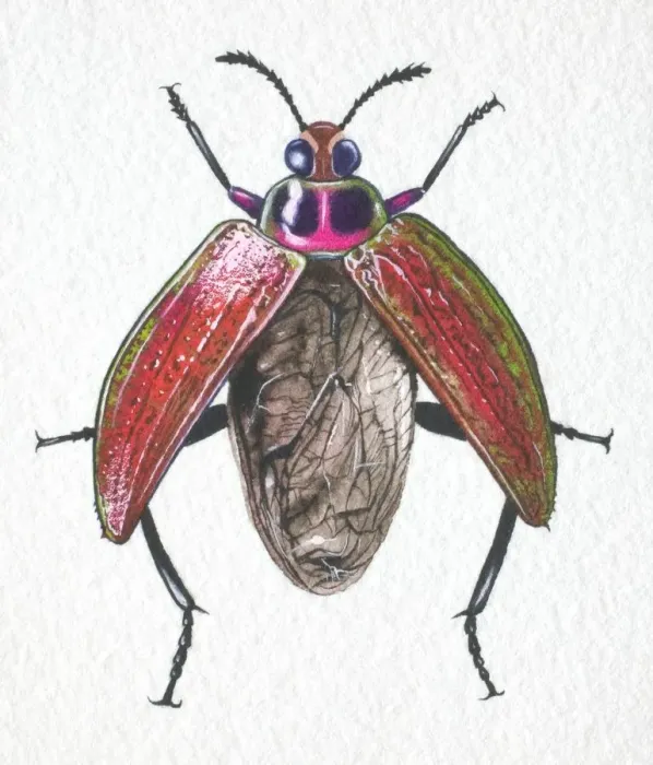 Framed Print : Jewelled Frog Beetle, Sagra buqueti, opening its wing cases for takeoff, front view