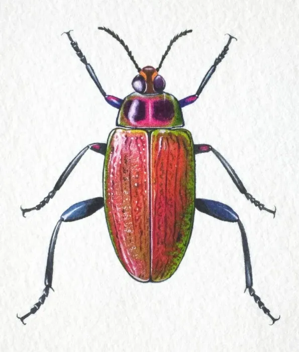 Framed Print : Jewelled Frog Beetle, Sagra buqueti, front view Framed Print : Jewelled Frog Beetle, Sagra buqueti, front view