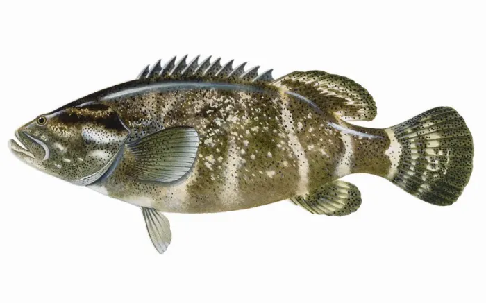 Framed Print : Jewfish (Epinephelus itajara), grouper Framed Print : Jewfish (Epinephelus itajara), grouper