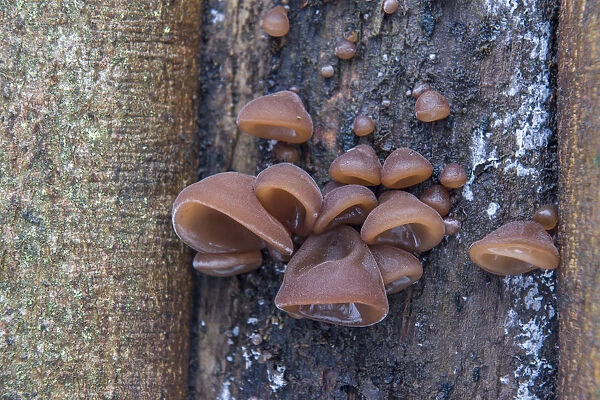 Jews Ear or Wood Ear Fungus -Auricularia auricula-judae- on a Sycamore, Thuringia, Germany