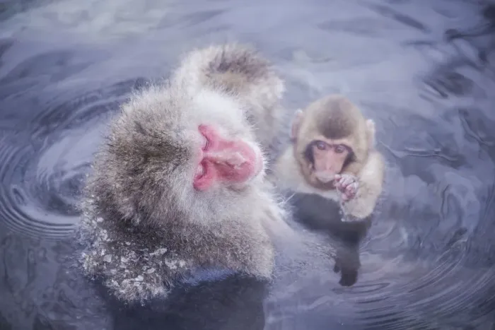 Framed Print : Jigokudani snow monkey park Framed Print : Jigokudani snow monkey park