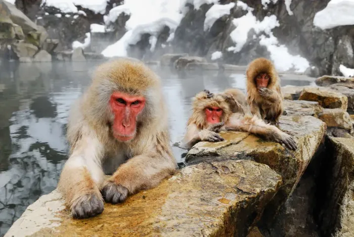 Framed Print : Jigokudani snow monkey park Framed Print : Jigokudani snow monkey park