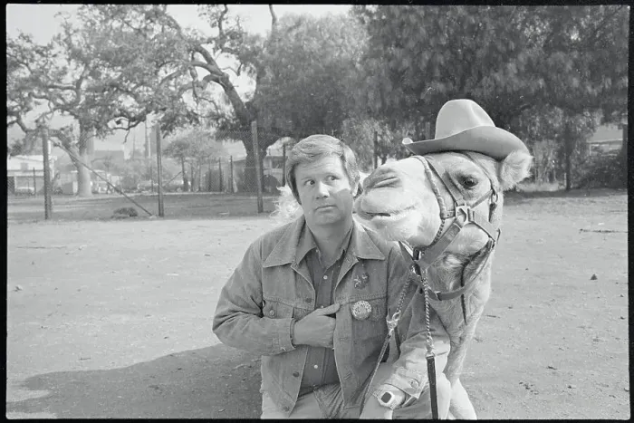Framed Print : Jim Hampton Standing Next to a Camel Framed Print : Jim Hampton Standing Next to a Camel