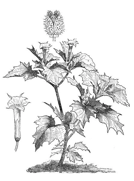 Jimson weed (Datura stramonium)