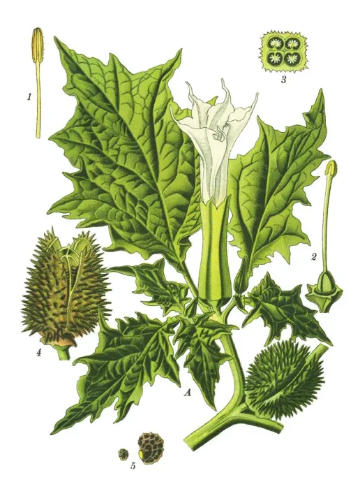 Framed Print : jimsonweed, jimson weed, devils snare, hells bells, devils trumpet, devils weed Framed Print : jimsonweed, jimson weed, devils snare, hells bells, devils trumpet, devils weed