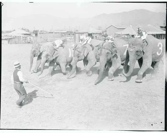 Framed Print : Jockeys Riding Elephants Framed Print : Jockeys Riding Elephants