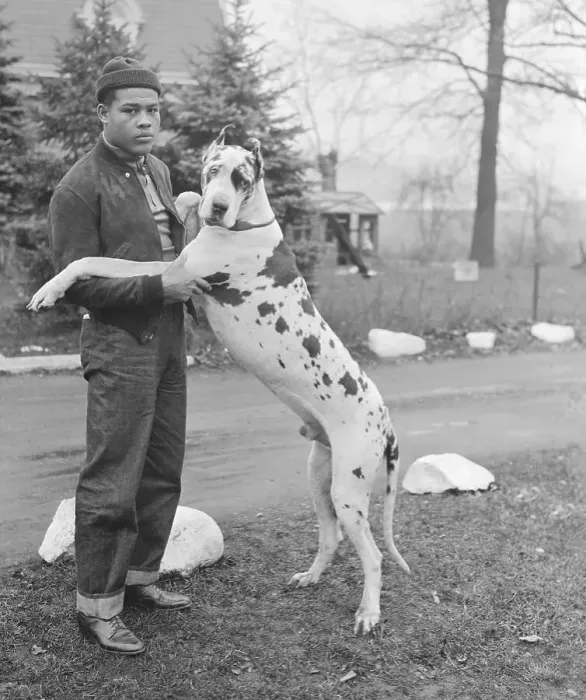 Framed Print : Joe Louis Posing with Great Dane Framed Print : Joe Louis Posing with Great Dane