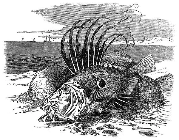 John Dory or Peters Fish (zeus faber)
