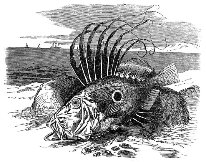 Framed Print : John Dory or Peters Fish (zeus faber)