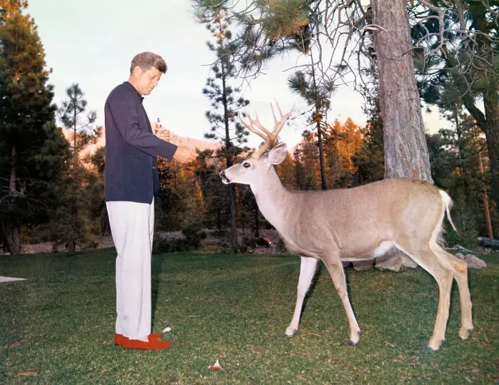 Framed Print : John F Kennedy Encountering Deer Framed Print : John F Kennedy Encountering Deer