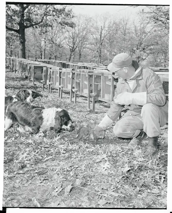 Framed Print : John Miller Capturing a Stray Mink Framed Print : John Miller Capturing a Stray Mink
