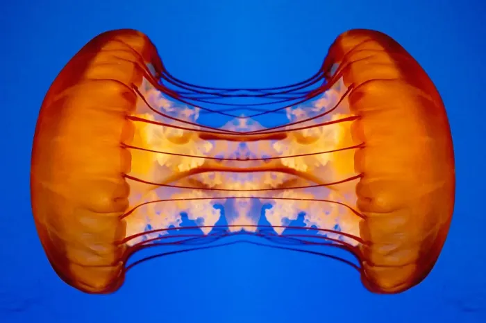Framed Print : Joined Jellyfish Mirror Framed Print : Joined Jellyfish Mirror