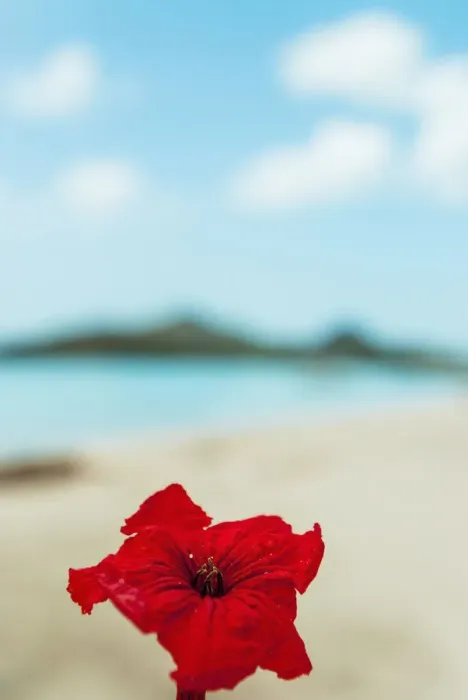 Framed Print : Jolly Beach Bay Antigua Framed Print : Jolly Beach Bay Antigua