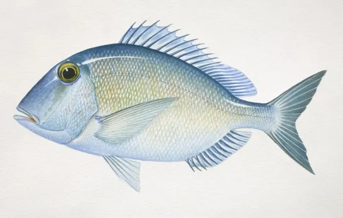 Framed Print : Jolthead Porgy, Calamus bajonado, side view Framed Print : Jolthead Porgy, Calamus bajonado, side view