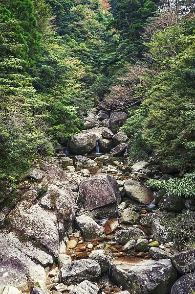 Jomon Sugi Trail, Yakushima, Japan