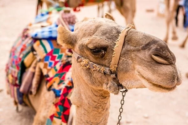 Jordanian Bedouin Camels