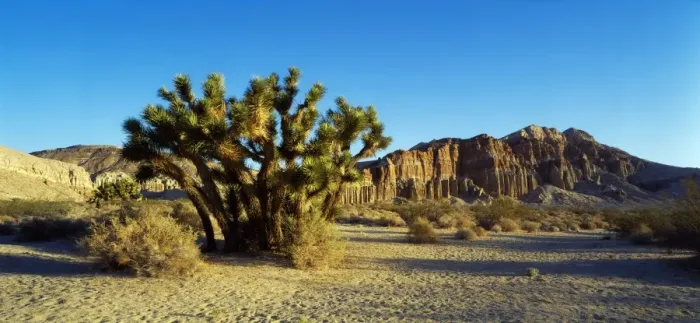 Framed Print : Joshua Tree