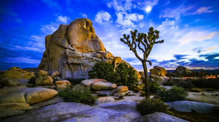 Framed Print : Joshua Tree Framed Print : Joshua Tree