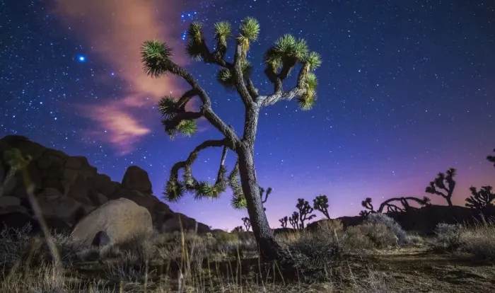 Framed Print : Joshua Tree Framed Print : Joshua Tree