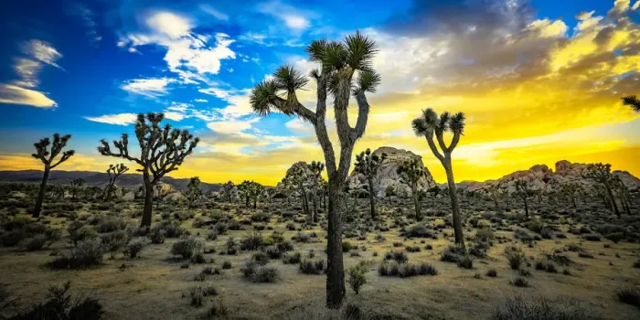 Framed Print : Joshua Tree