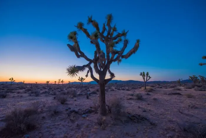 Framed Print : Joshua Tree glow Framed Print : Joshua Tree glow