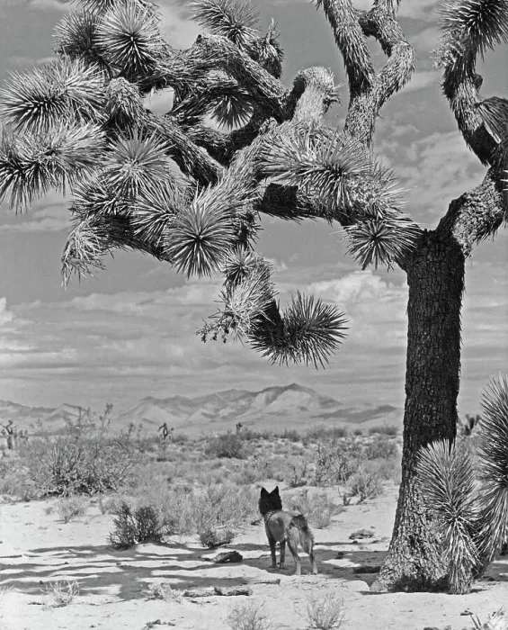 Framed Print : Joshua Tree, Mojave Desert
