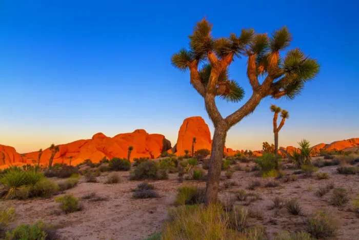 Framed Print : Joshua Tree National Park, California Framed Print : Joshua Tree National Park, California