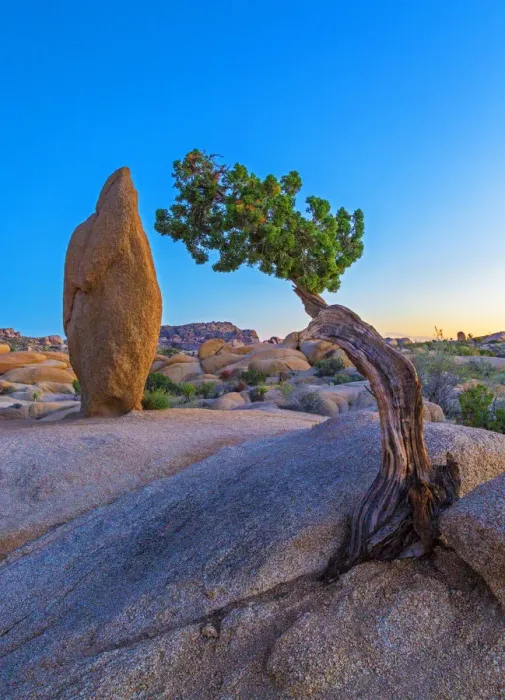 Framed Print : Joshua Tree National Park, California Framed Print : Joshua Tree National Park, California