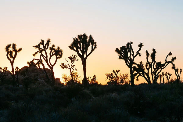 Joshua Tree silhouettes at sunset, California, USA