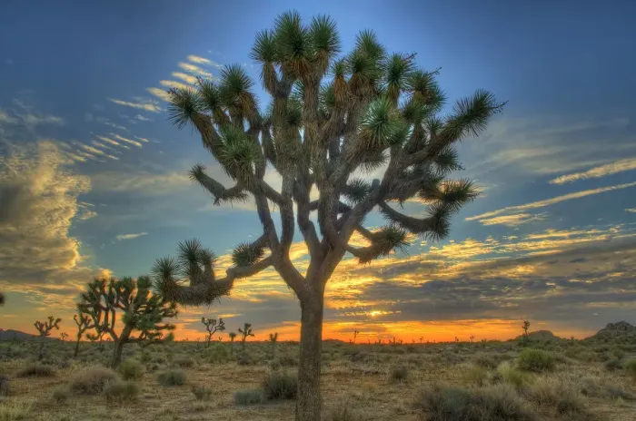 Framed Print : Joshua Tree at Sunrise
