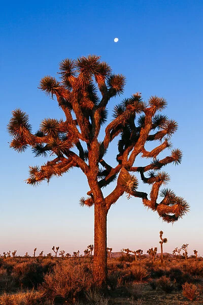 Joshua tree at sunrise, California, USA