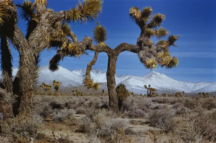 Framed Print : Joshua Trees Framed Print : Joshua Trees