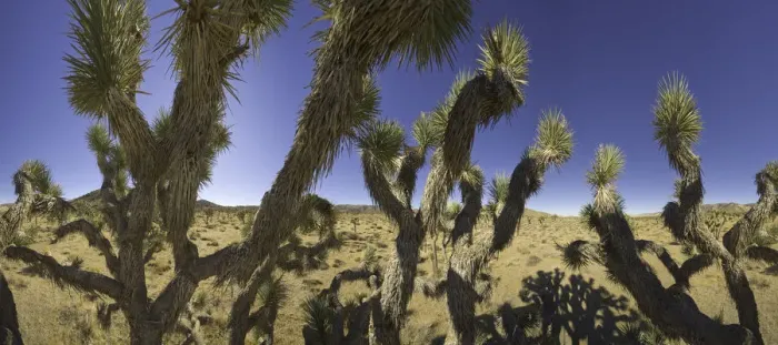Framed Print : Joshua trees in desert, Joshua Tree N. P Framed Print : Joshua trees in desert, Joshua Tree N. P