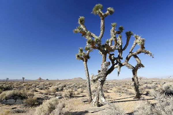 Joshua trees, Yucca palms -Yucca brevifolia-, Californian desert, California, USA